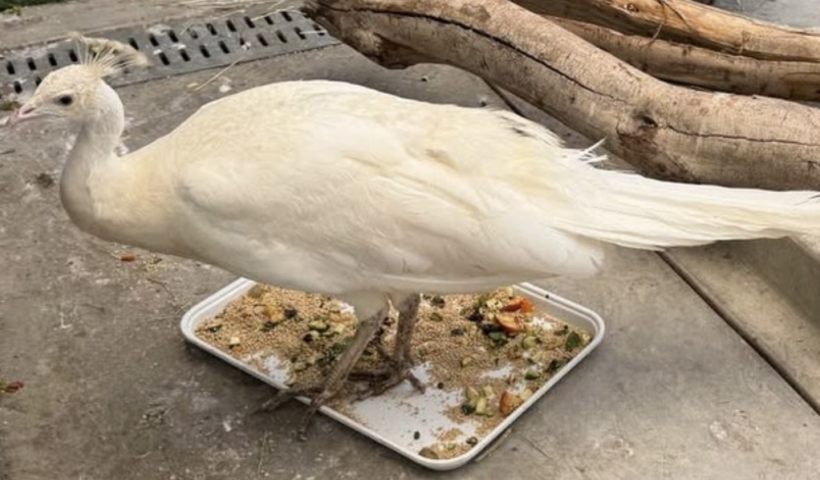 純白の孔雀「シュガー」がケガから回復、北カリフォルニアの私有牧場へ移送される（10/2）